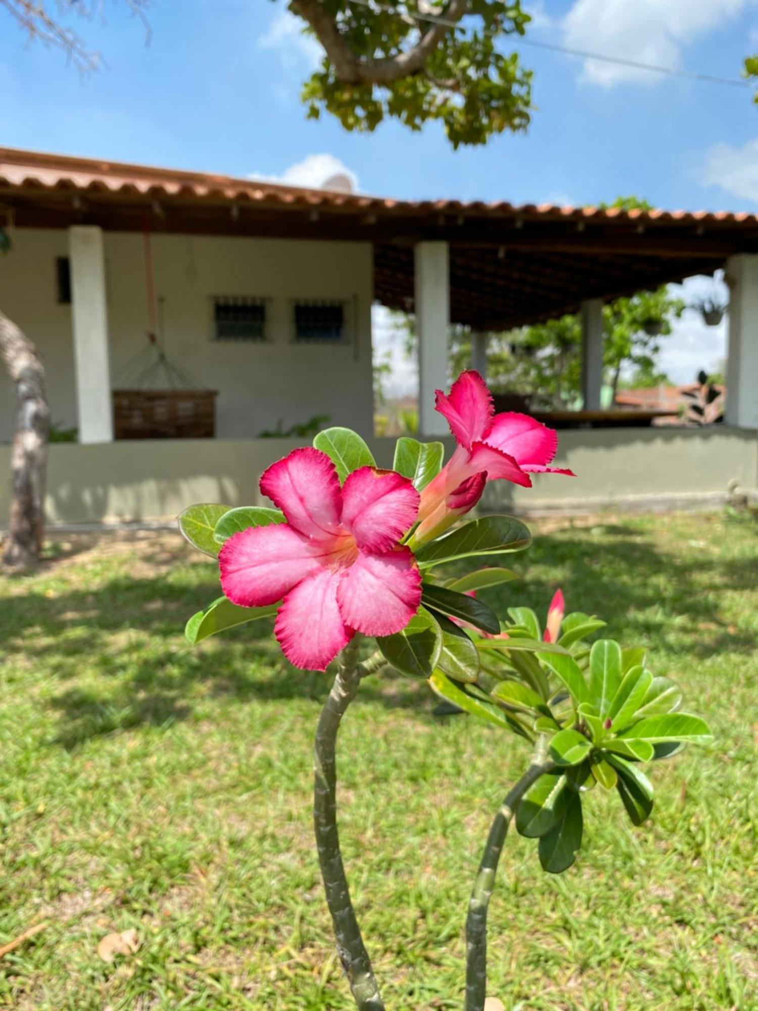 Chale A 4Km Do Centro Com Wi-Fi Villa Barreirinhas Eksteriør billede